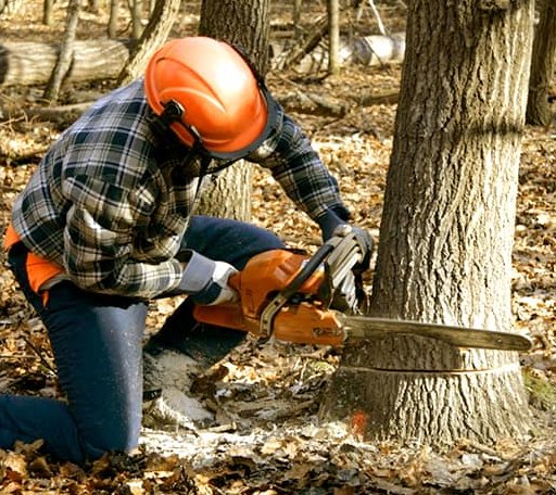 Tree Removal in Charlottesville, IN